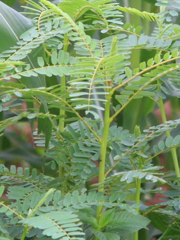 Agaththi Keerai (அகத்தி கீரை)