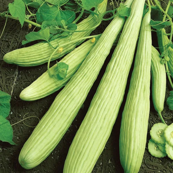 Armenian Cucumber (பிஞ்சு வெள்ளரி)