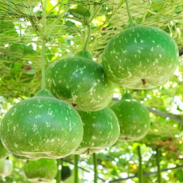 Bottle Goard Round (கும்பசுரை)