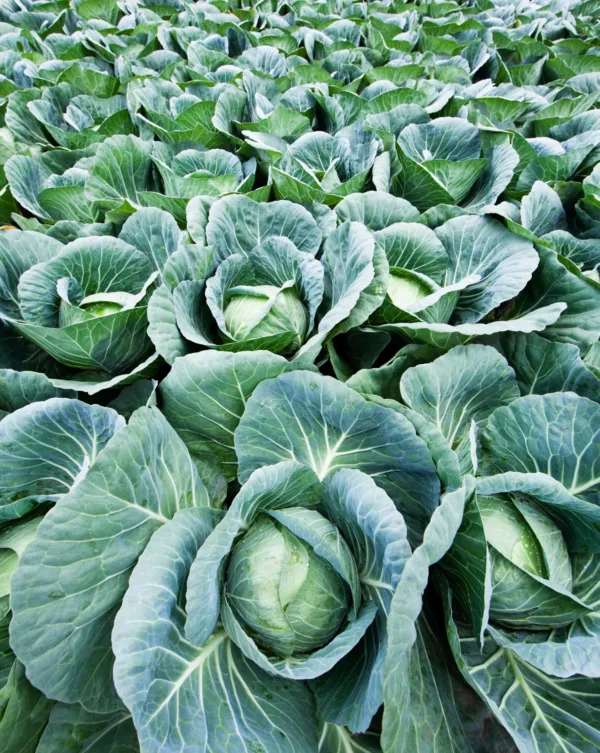 Cabbage (கோசு)