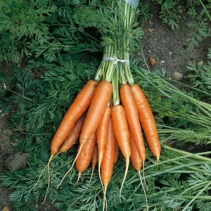 Carrot