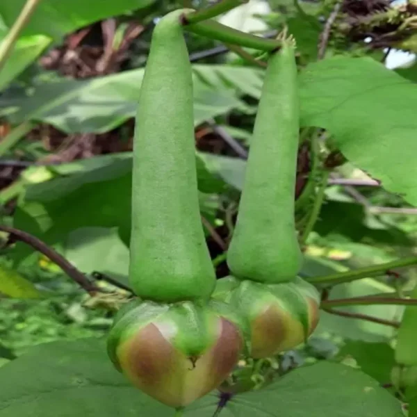 Clove Bean (முக்குத்தி ஆவரை)