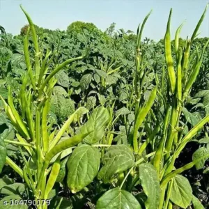 Cluster Bean (கொத்தவரை)