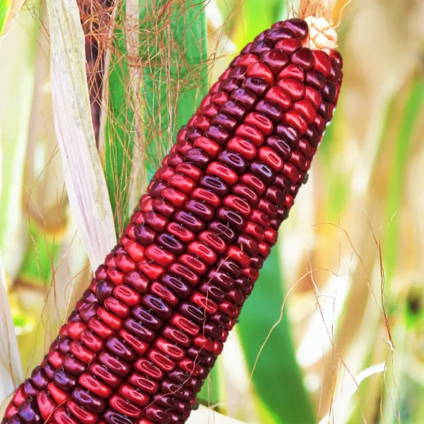 Corn Red (மக்காச்சோளம் சிகப்பு)