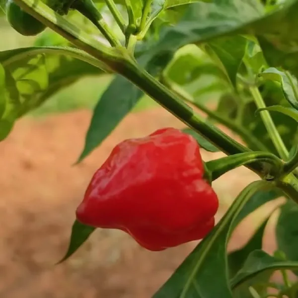 Ghee Chilli (நெய் மிளகாய்)