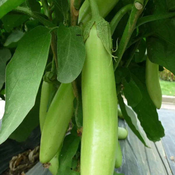 Green Long Brinjal