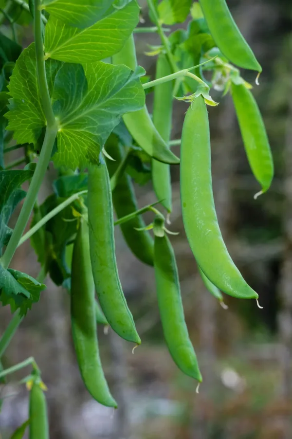 Green Peas (பச்சை பட்டாணி)