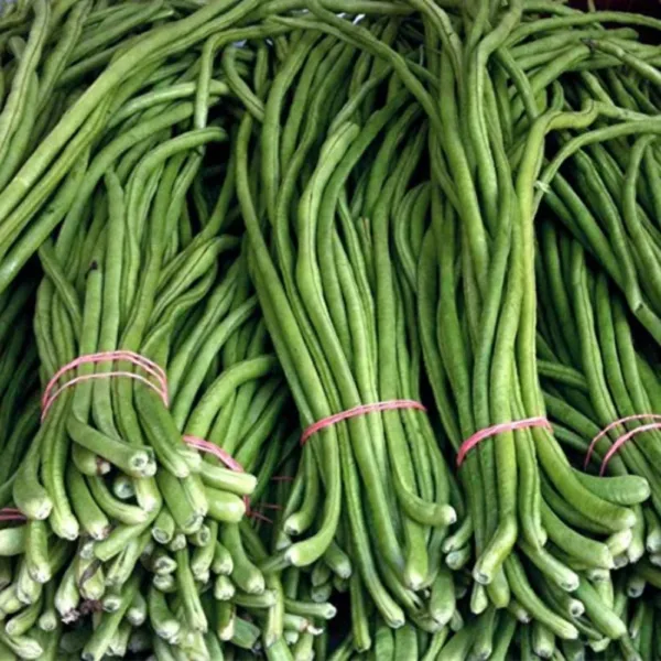 Long Bean Green Kodi (கொடி காராமணி பச்சை)