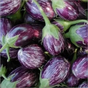 Manapparai Brinjal