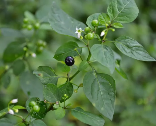 Manathakkali (மணத்தக்காளி)