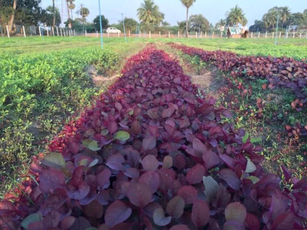 Mulai Keerai Red