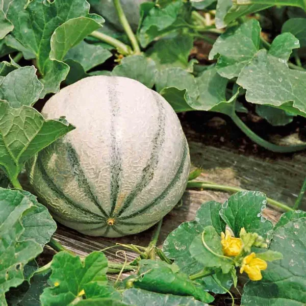 Musk Melon (முலாம்பழம்)