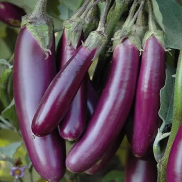 Purple Brinjal Long (ஊதா நீள கத்திரி)