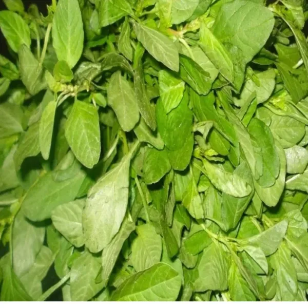 Siru Keerai Green (சிறுகீரைபச்சை)