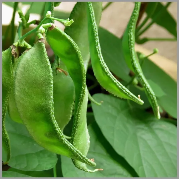 Sword Beans Kodi (கொடி தம்பட்டை அவரை)