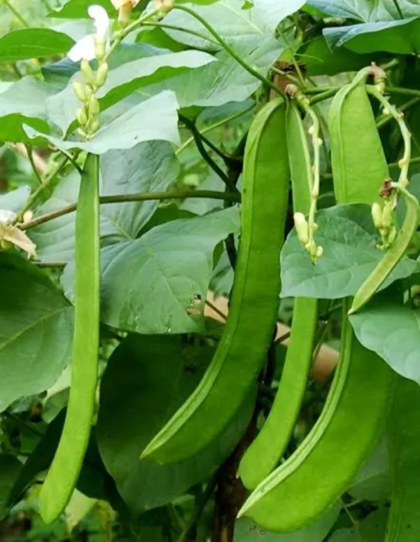 Sword Beans (chedi)