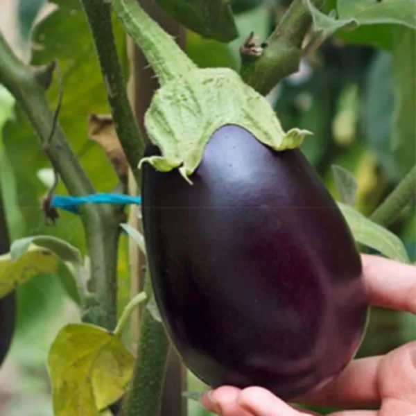 Thorn Brinjal (முள் கத்தரிக்காய்)