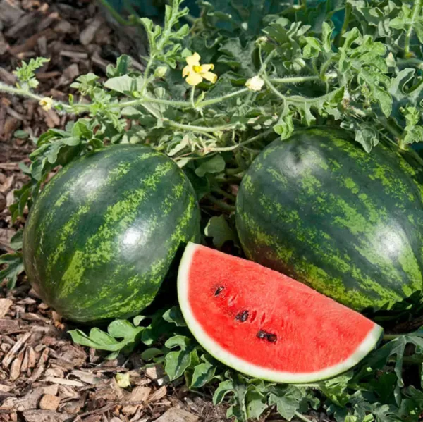 Water Melon (தர்பூசிணி)