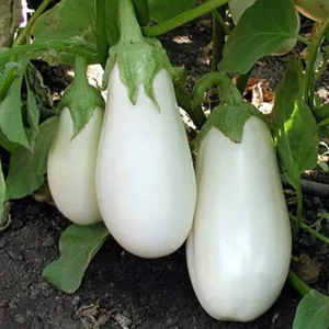 White Brinjal