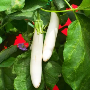 White Long Brinjal