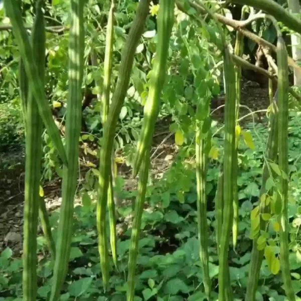 Yazpaana Murungai (யாழ்ப்பாண முருங்கை)