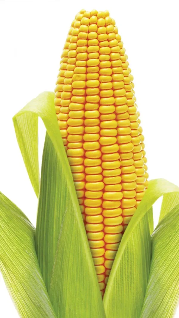 Corn Yellow (மக்காச்சோளம் மஞ்சள்)