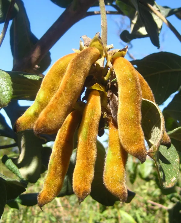 Velvet Beans (பூனைக்காலி)